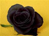 BLACK ROSE